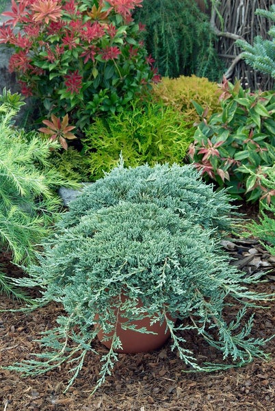 Juniperus horizontalis 'Icee Blue', Kriech-Wacholder, blau, 20–25 cm