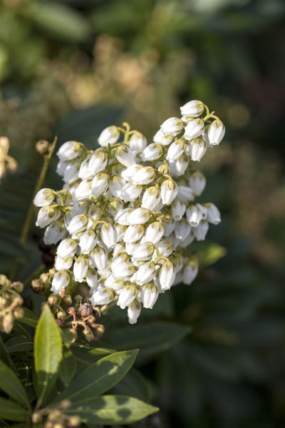 Pieris japonica 'Debutante', Japanische Lavendelheide, weiß, 30–40 cm