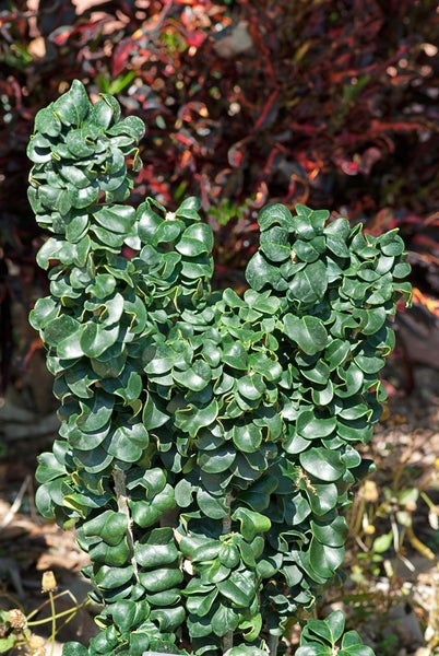 Ligustrum japonicum 'Rotundifolium', Japanischer Liguster, 80–90 cm
