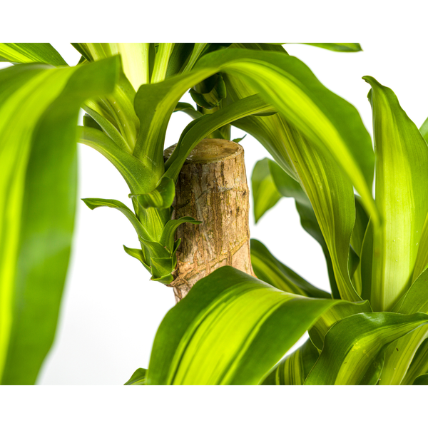Detailaufnahme einer Zimmerpflanze Drachenbaum mit Stamm und Blättern