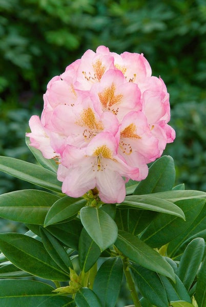 Rhododendron Hybr. 'Brigitte', Rhododendron, rosa Blüten, 40–50 cm