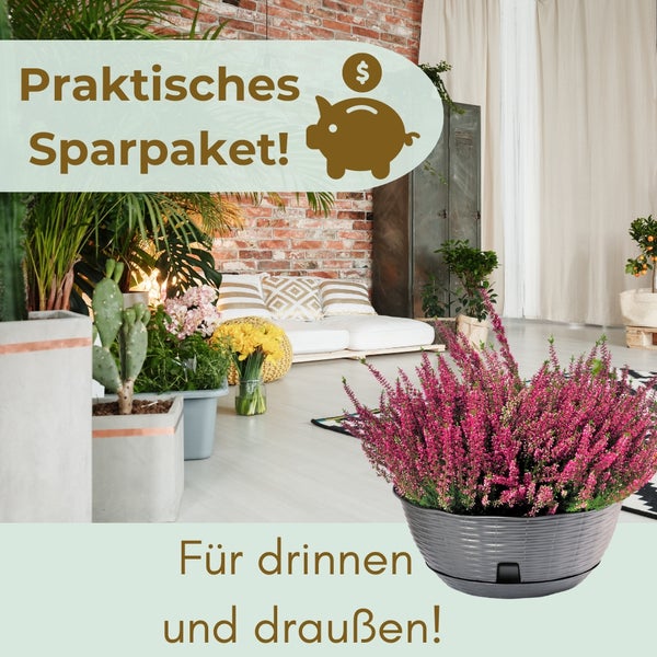 Dekoratives Zimmer mit Pflanzen und Hinweis auf ein praktisches Sparpaket für drinnen und draußen
