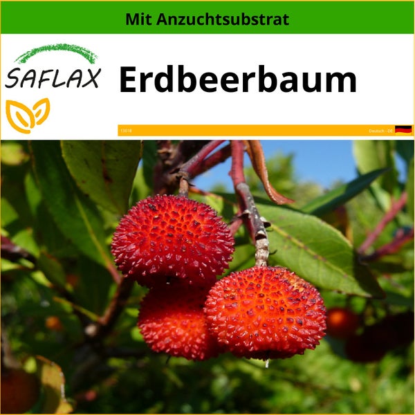 SAFLAX  - Erdbeerbaum - Arbutus unedo - 50 Samen - Mit keimfreiem Anzuchtsubstrat