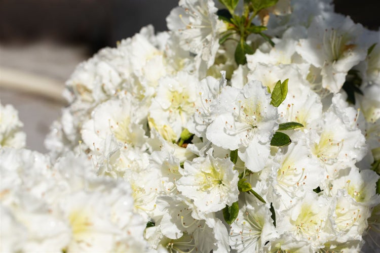 Nahaufnahme einer weißen Azaleenblüte