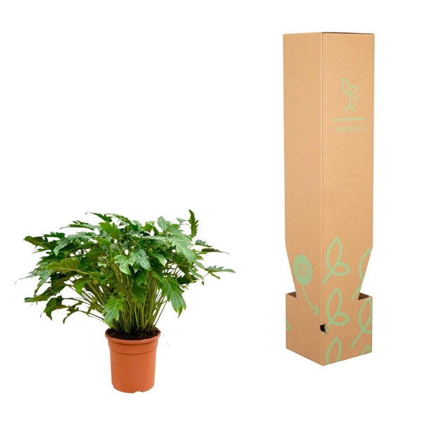 Zimmerpflanze im Topf mit Versandkarton