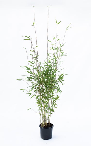 Fargesia denudata Xian 2 80/100 cm hoch, im 3 Liter-Topf