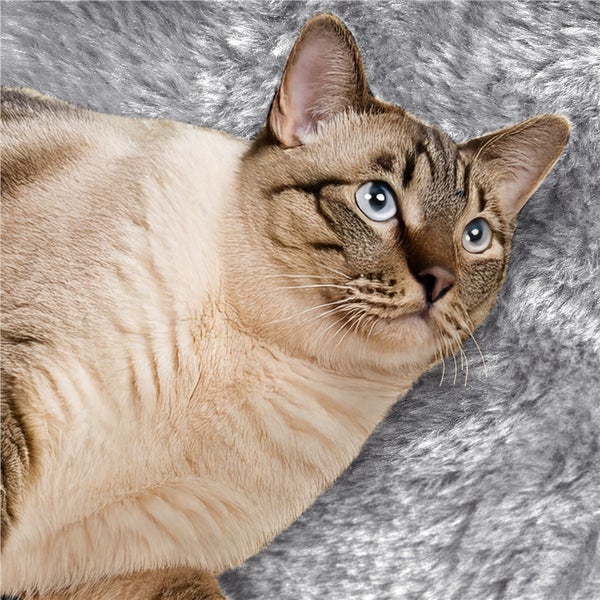 Nahaufnahme einer Katze mit hellem Fell und blauen Augen auf einem Teppich