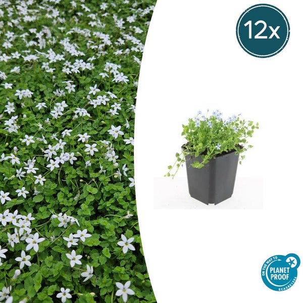 Bodendecker mit zahlreichen kleinen weißen sternförmigen Blüten und grünen Blättern.