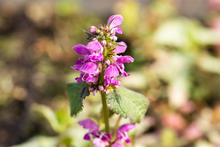 Lamium maculatum 'Beacon Silver', Silberblatt-Taubnessel, ca. 9x9 cm Topf