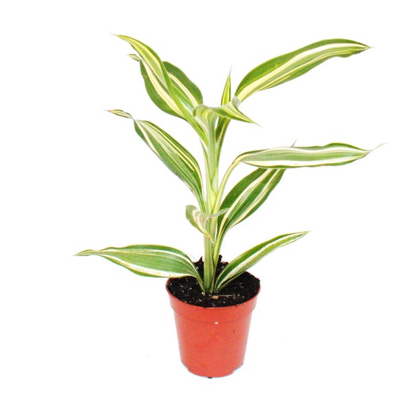 Mini-Pflanze Dracaena sanderiana Drachenbaum Ideal für kleine Schalen und Gläser im 5,5cm Topf