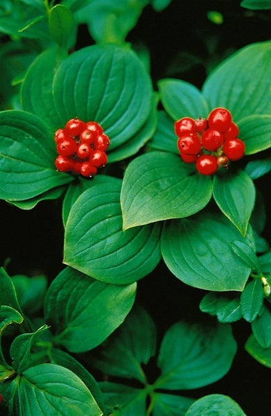 Blütenhartriegel mit Blättern und roten Beeren