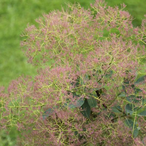 Perückenstrauch mit filigranen Blütenständen im Garten