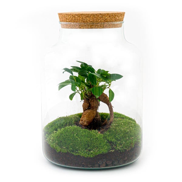 Flaschengarten Milky - DIY Pflanzenterrarium -  30 cm hoch - mit Ficus Ginseng Bonsai