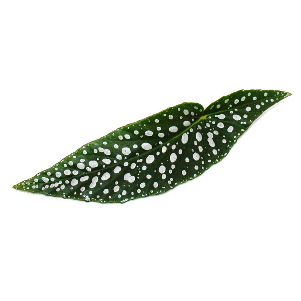 Doppelpunkt-Begonie - Begonia maculata 'Double Dot' - 12cm Topf