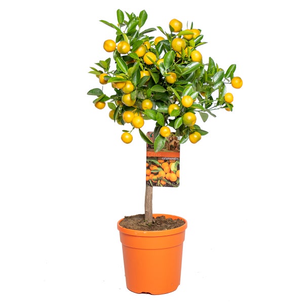 Citrus mitis 'Calamondin' - Mandarinenbaum - Obstbaum - Immergrün – ⌀19 cm - ↕55-65 cm