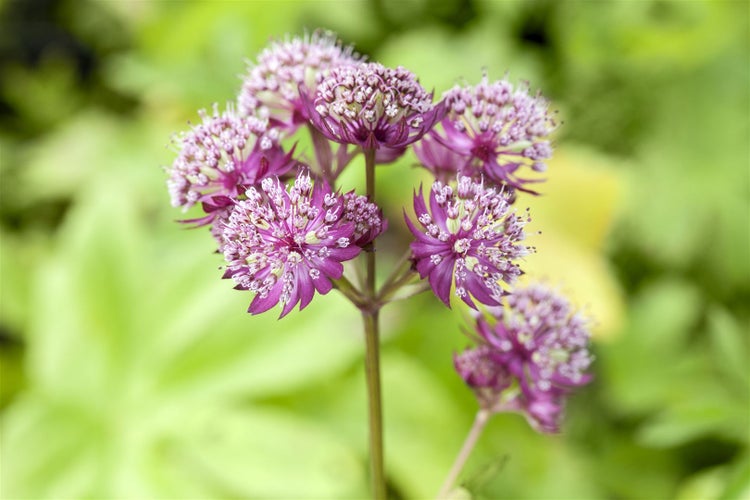 Astrantia major 'Primadonna', Sterndolde, rosa, ca. 11x11 cm Topf