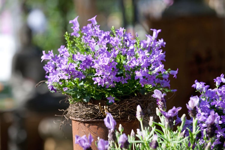 Glockenblumen in einem Topf