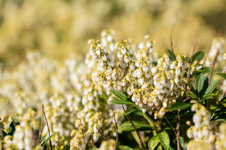 Pieris japonica 'Debutante', Japanische Lavendelheide, weiß, 40–50 cm