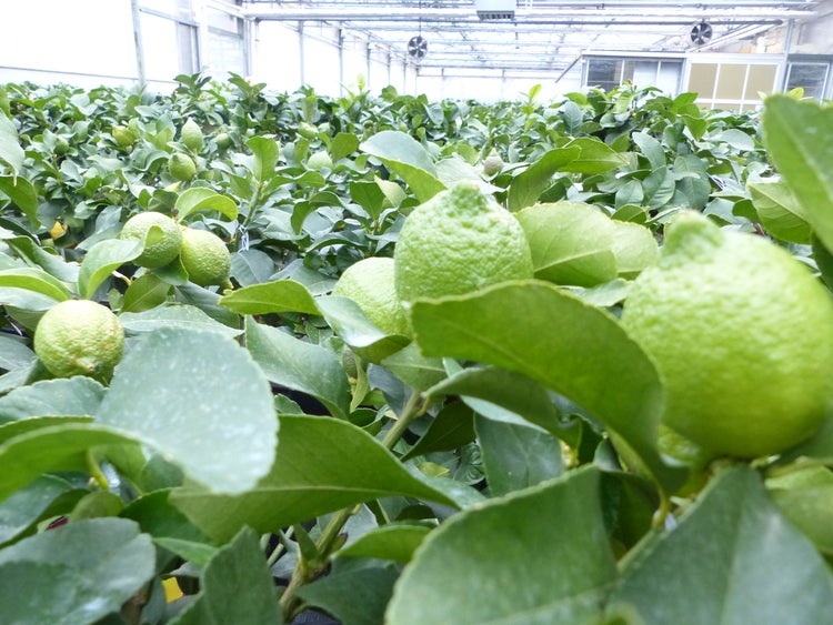 Zitrusbäume mit unreifen grünen Früchten in einem hellen Gewächshaus.