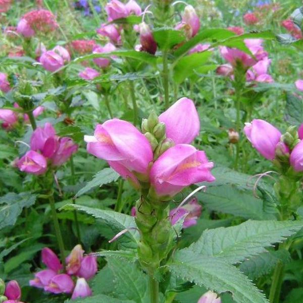 Blütenstand der Garten-Physostegie