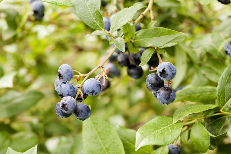 Reife Heidelbeeren hängen an einem Heidelbeerstrauch mit grünen Blättern.