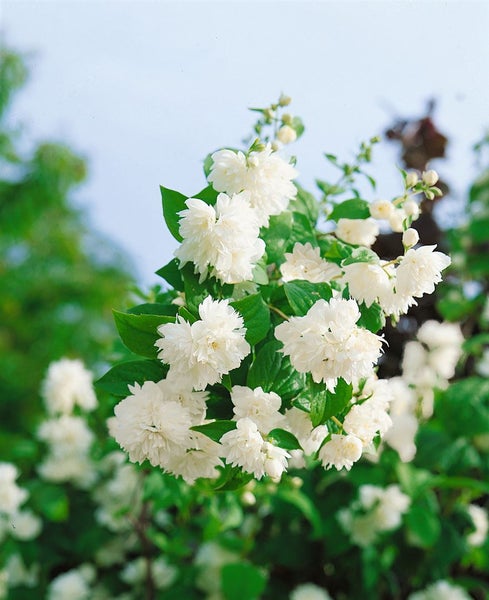 Philadelphus 'Schneesturm', Duftjasmin, weiß, 60–100 cm