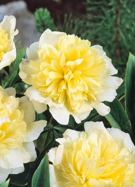 Gelbe Pfingstrosenblüte