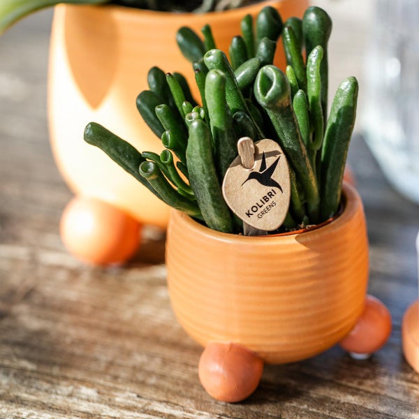 Collage mit Personen, die Orchideen in Kartons verpacken