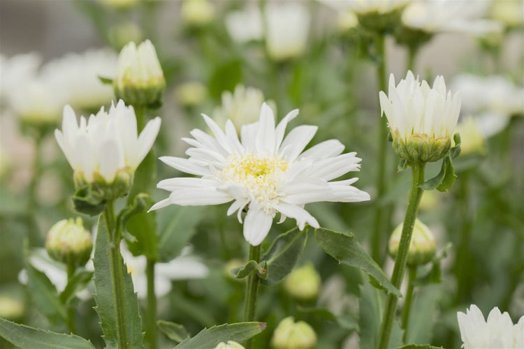 Leucanthemum x superbum 'Christine Hagemann', Margerite, weiß, ca. 9x9 cm Topf