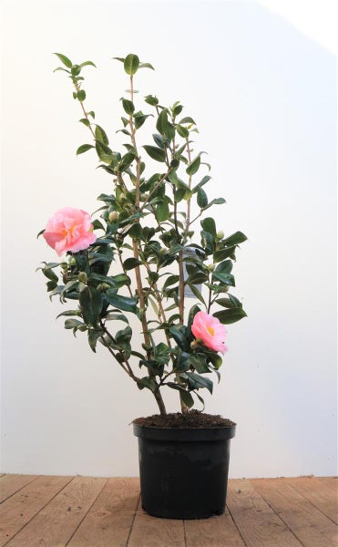 Kamelie im Topf mit Blüte