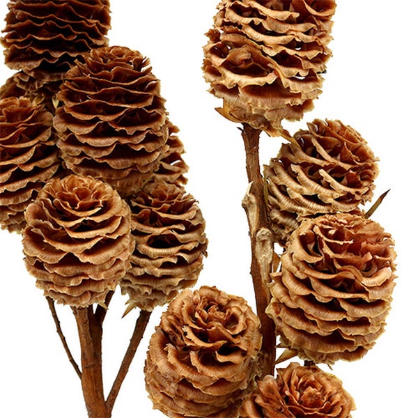 Mehrere braune Lotusblütenstände an Stielen