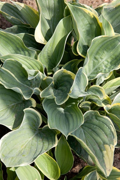 Hosta fluctuans 'Sagae', Funkie, grün-gelb, ca. 11x11 cm Topf