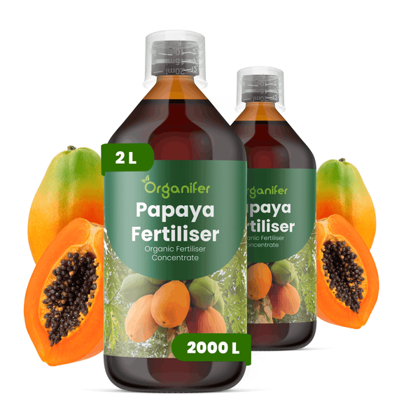 Zwei Flaschen Organifer Papaya-Dünger, organisches Düngerkonzentrat, 2 Liter, mit Papaya-Früchten.