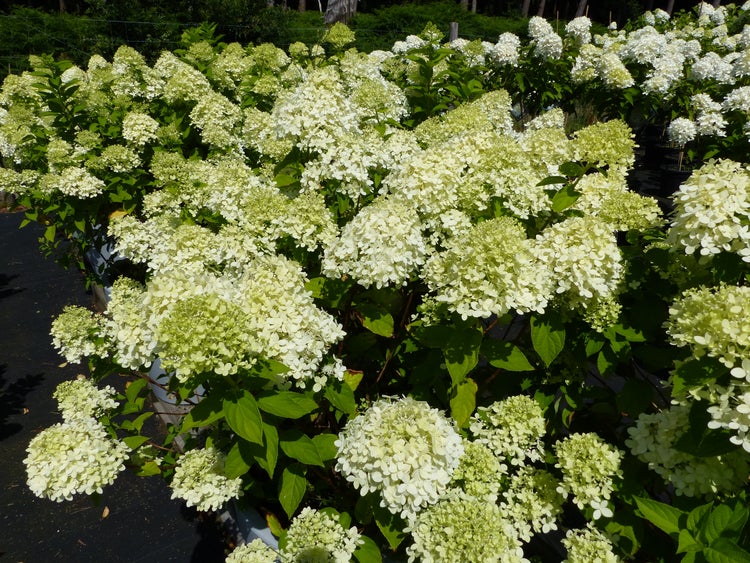 Rispenhortensie mit zahlreichen weißen Blütenrispen in einem Gartenfachhandel.