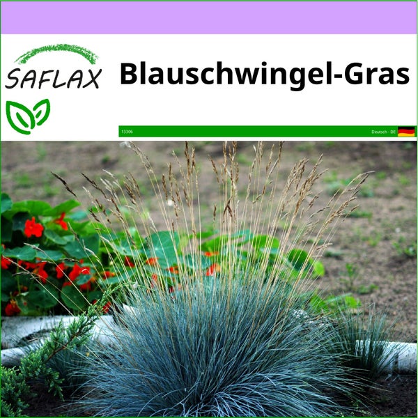 SAFLAX  - Blauschwingel-Gras - Festuca glauca - 50 Samen