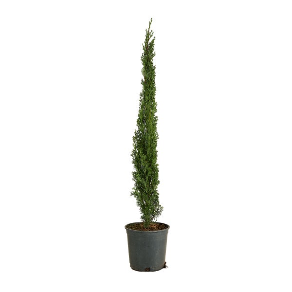 Säulenzypresse Cupressus sempervirens im Pflanztopf als schlanker Nadelbaum für den Garten
