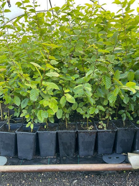 Carpinus betulus, Hainbuche, grün, 60–80 cm