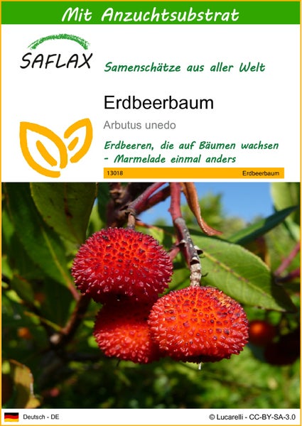 SAFLAX  - Erdbeerbaum - Arbutus unedo - 50 Samen - Mit keimfreiem Anzuchtsubstrat