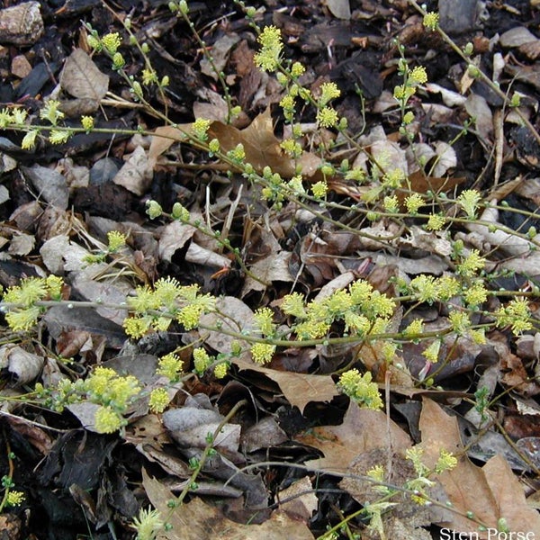 Blühende Kriechweide im Gartenbeet