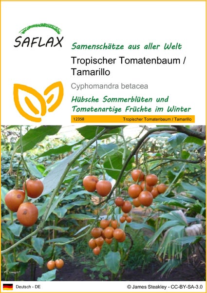 SAFLAX  - Tropischer Tomatenbaum / Tamarillo - Cyphomandra betacea - 50 Samen