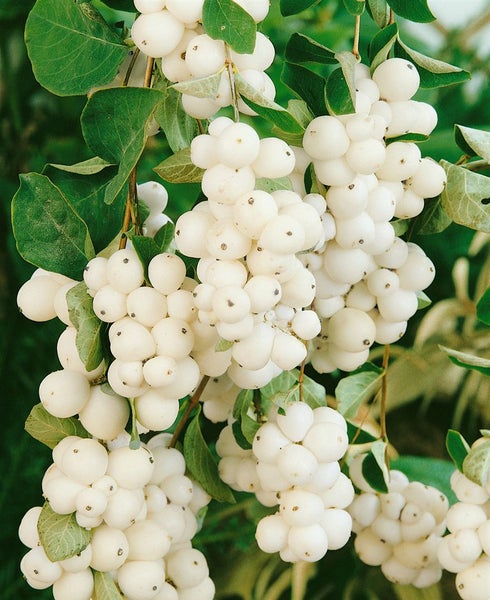 Symphoricarpos doorenbosii 'White Hedge', Schneebeere, weiß, 60–100 cm
