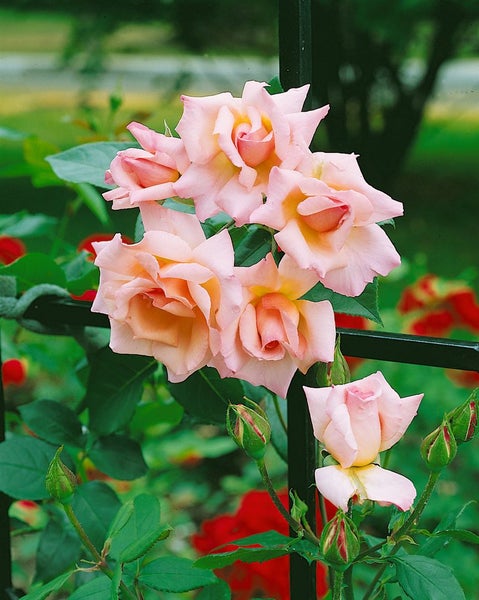Rosa 'Compassion', Edelrose, apricot-rosa, 5-7,5 Liter Container