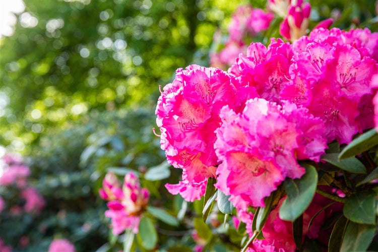 Rhododendron Hybr. 'Haithabu', Rhododendron, rosa Blüten, 40–50 cm