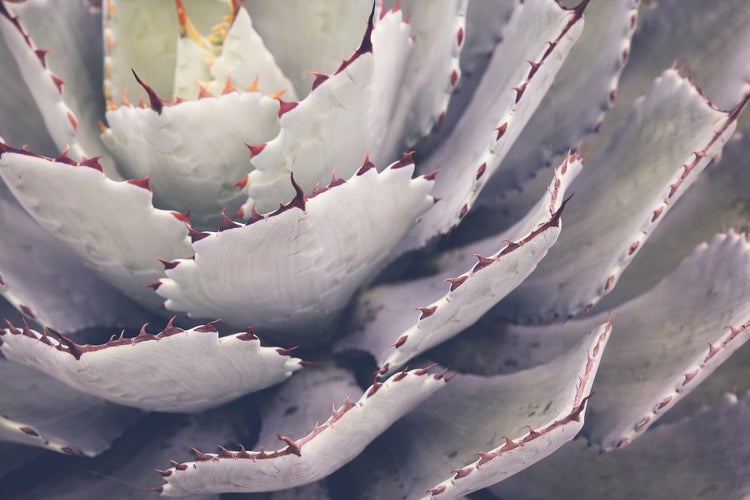 Nahaufnahme einer Agave mit dornigen Blättern als Zimmerpflanze oder Gartenpflanze