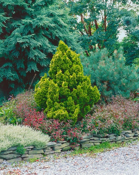 Gelber Kegelbaum im Gartenbeet mit Steinmauer