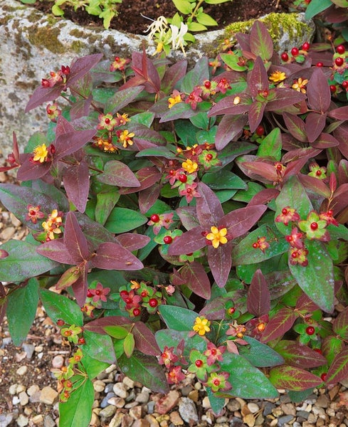 Hypericum androsaemum, Johanniskraut, gelbe Blüten, ca. 9x9 cm Topf