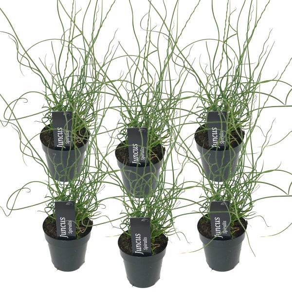 6x Juncus Spiralis – Korkenziehergras – Pflegeleicht – Zone 1/2 – ⌀9cm – ↕30-40 cm