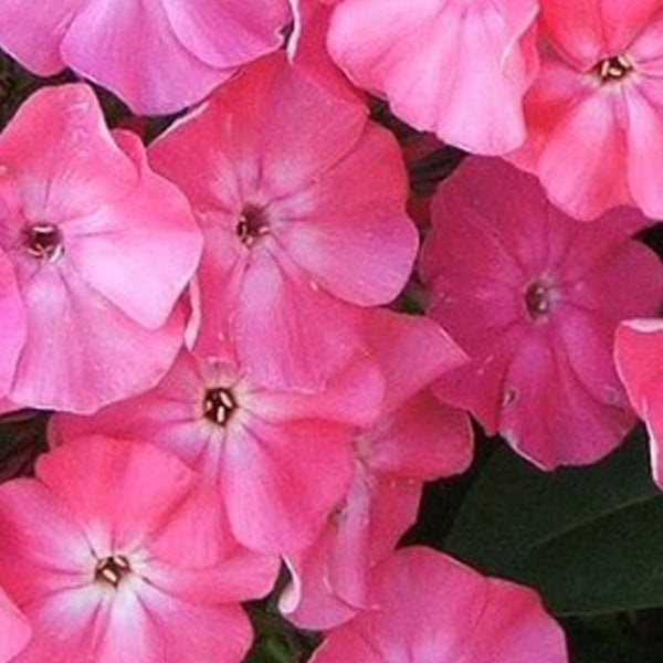 Nahaufnahme von rosa Flammenblumen