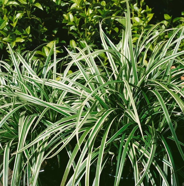 Carex morrowii 'Silver Sceptre', Japan-Segge, grün-weiß, ca. 11x11 cm Topf