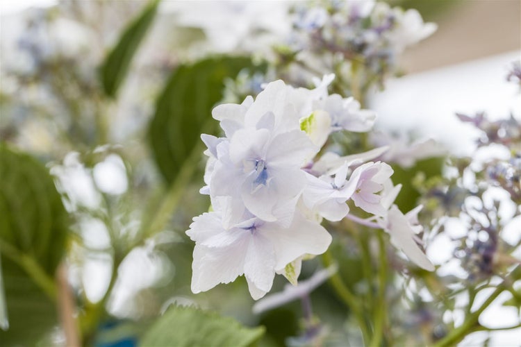 Hydrangea macrophylla 'Fireworks White', Hortensie, weiß, 30–40 cm